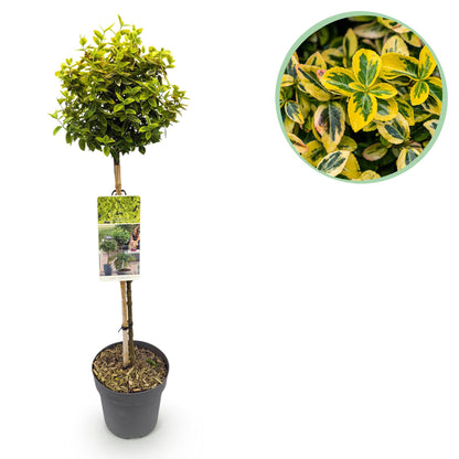 Immergrüne Euonymus fortunei Emerald n Gold Topfpflanze mit grün-gelben Blättern, winterhart, 19cm Topf, ca. 90cm hoch.