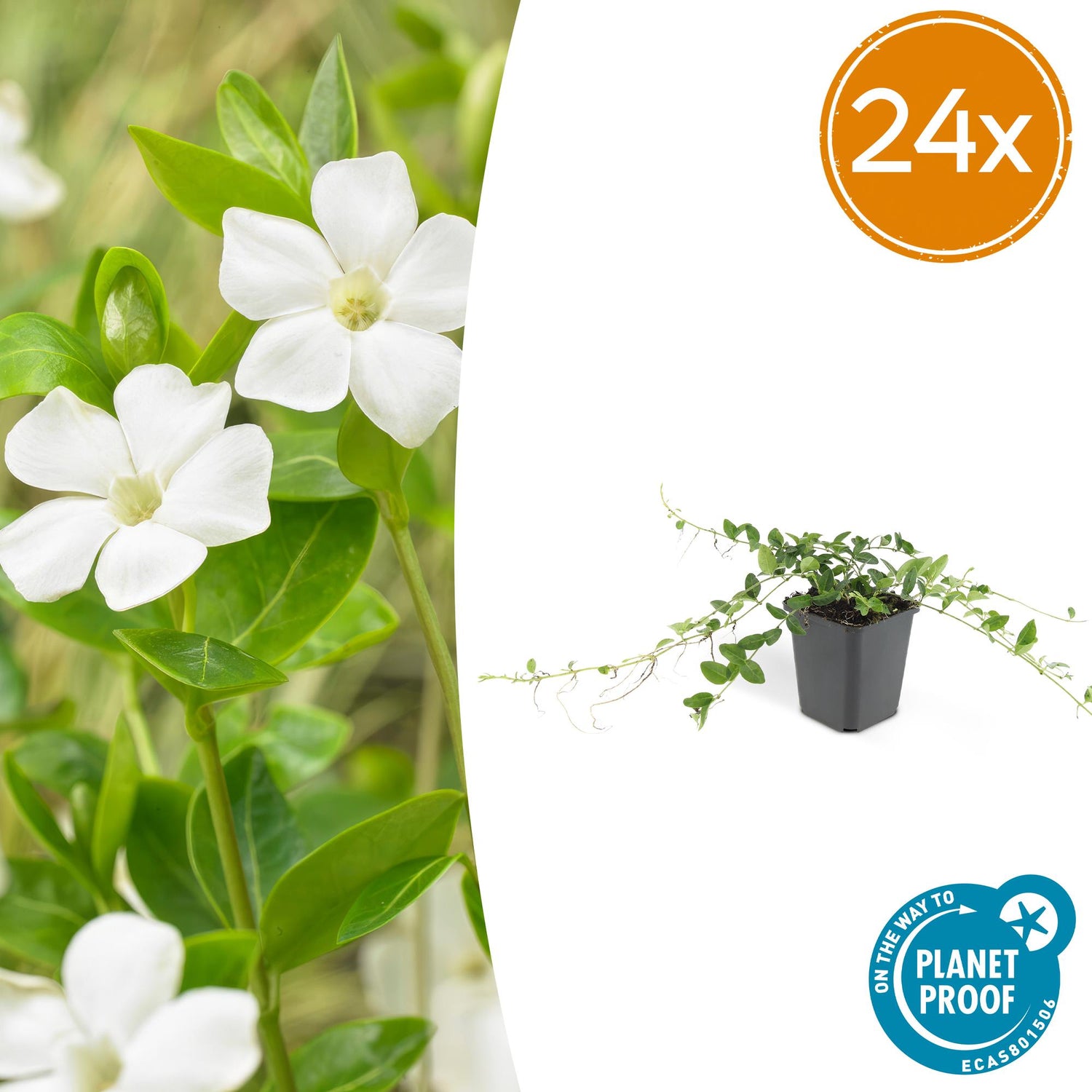 24x Vinca minor ‘Alba’ – Weißblühendes Immergrün für Beete &amp; Gehölzränder – Höhe 10–25 cm – Ø 9 cm