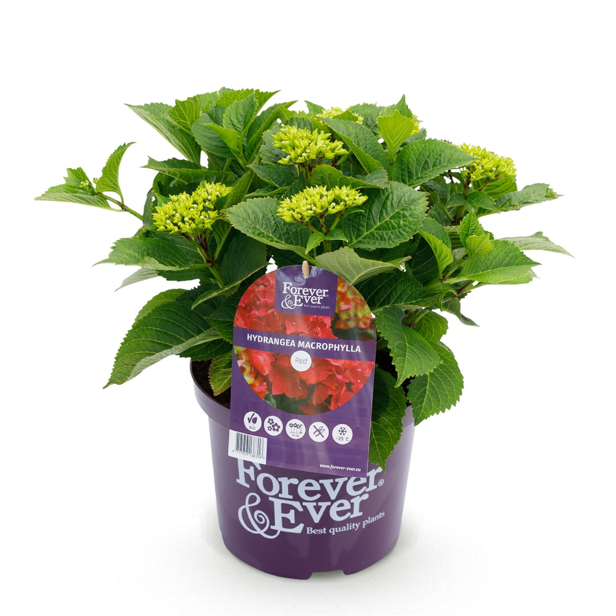 Hydrangea Forever &amp; Ever in roter Blütenpracht, Topf mit 7-12 Blüten, 23cm Durchmesser, 55cm hoch, Everspring Pflanze