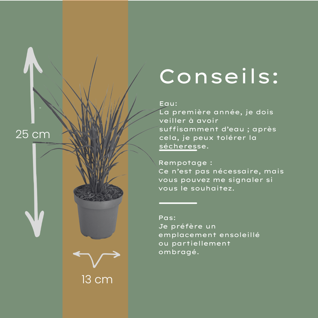 Zebragras kaufen | 3× Miscanthus sinensis Zebrinus, Ø 12 cm