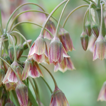 Sizilianischer Honigknoblauch Rot – Allium siculum online kaufen | 60 bis 240 Blumenzwiebeln, nickende Glockenblüten – Wurzelwerk Design