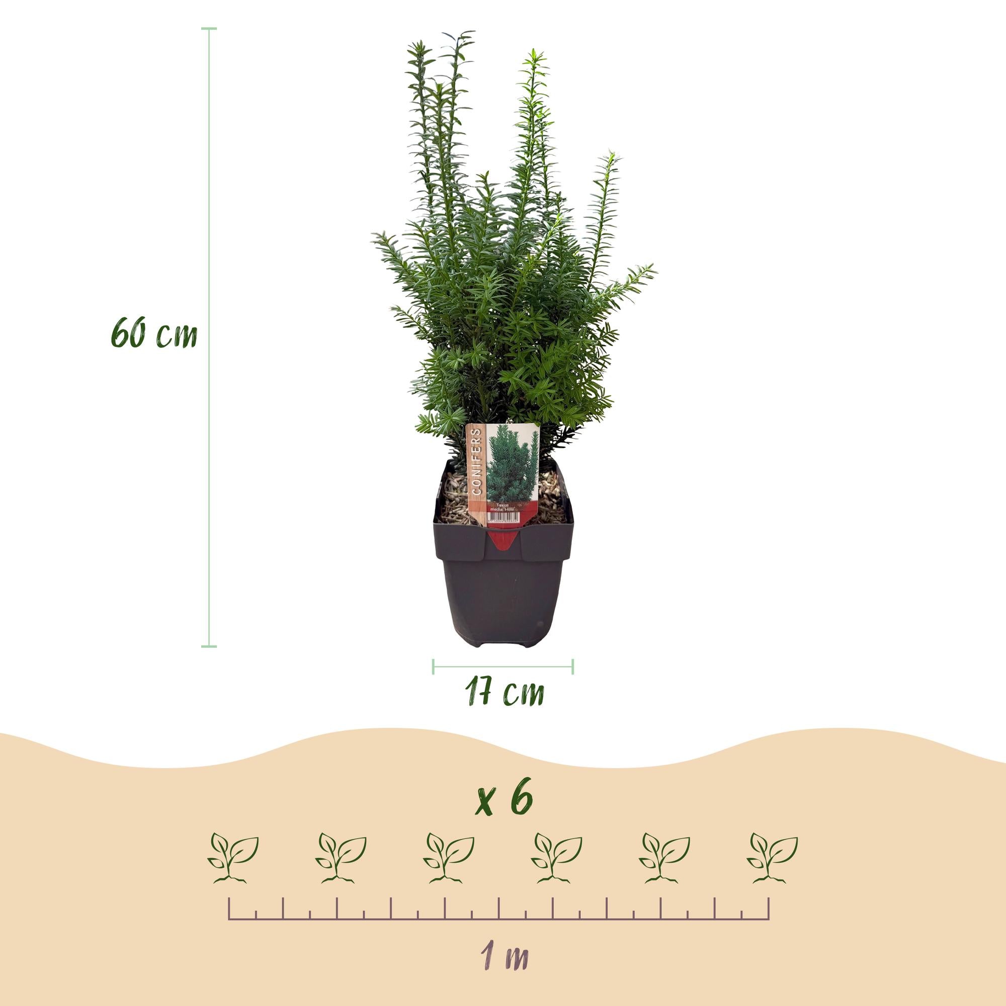 Becher-Eibe Hilii – Taxus media online kaufen | 6 Pflanzen für 1 m Hecke, immergrün &amp; besonders frosthart – Wurzelwerk Design