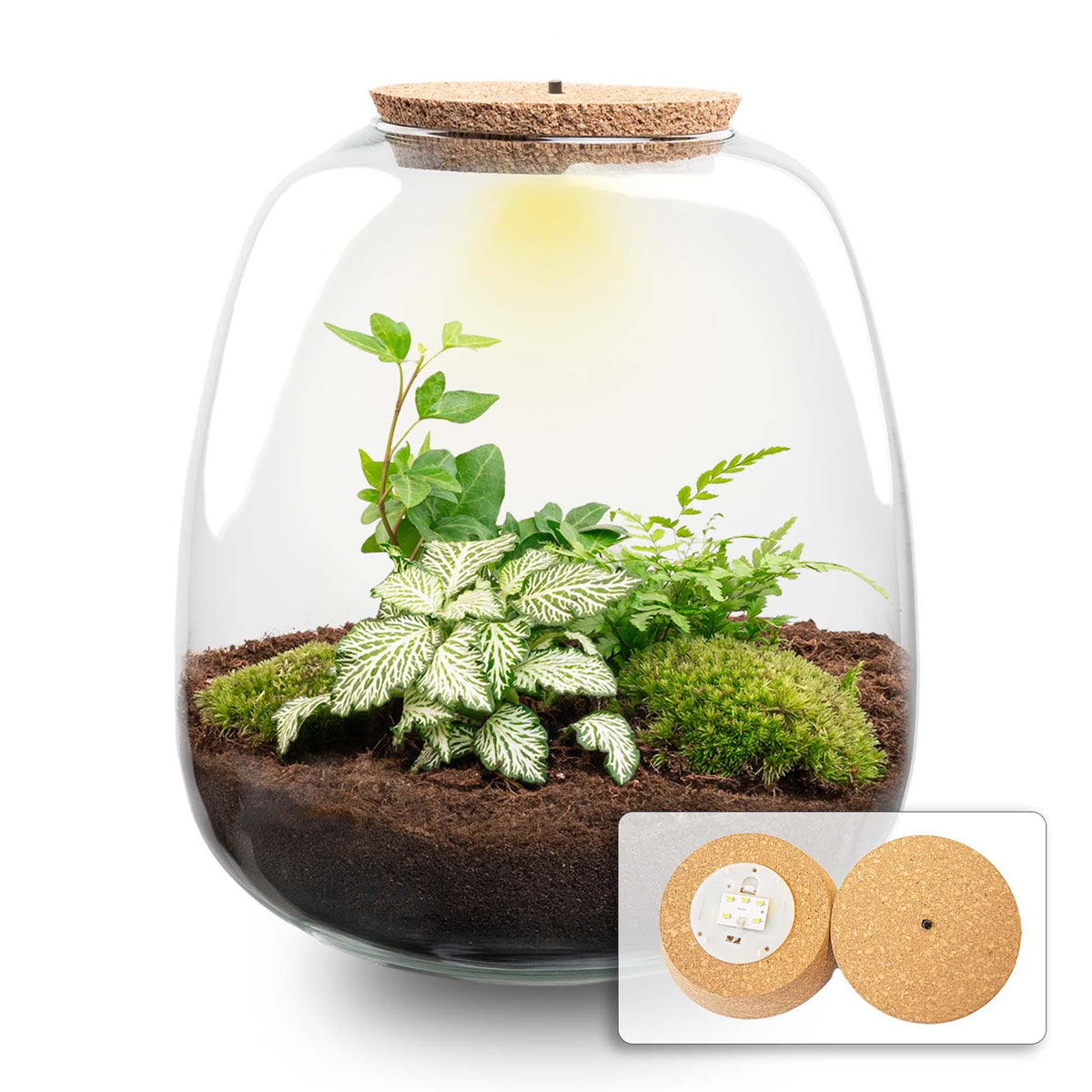 Everspring Pflanzenterrarium Emma Bausatz, 25 cm Durchmesser, weißes Hedera, für Pflanzen und Terrariengestaltung