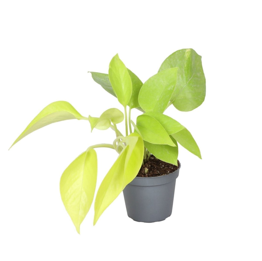Philodendron &