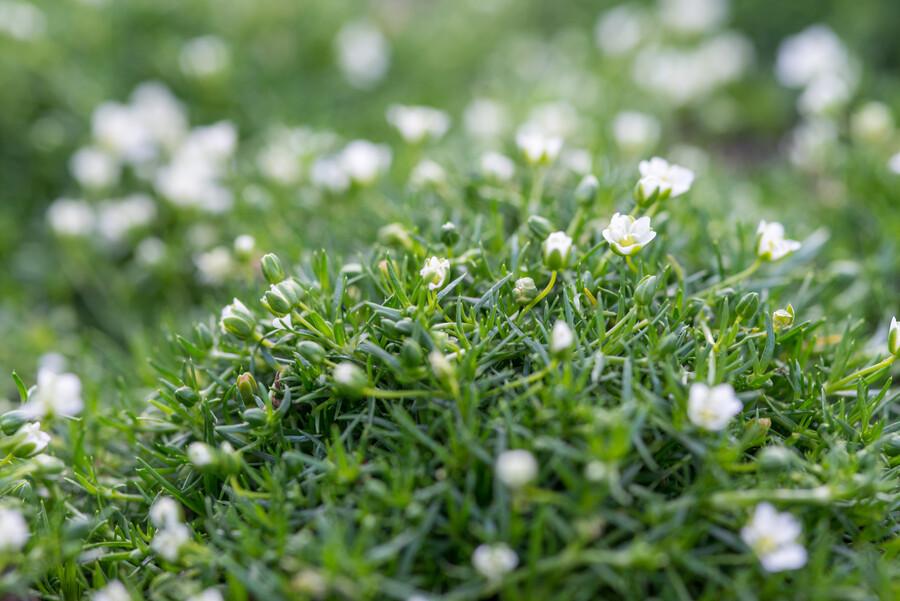 Sagina subulata – 24 Pflanzen Ø 9 cm Höhe 10–25 cm – Immergrüner, trittfester Moos - Bodendecker für sonnige &amp; halbschattige Lagen - Wurzelwerk Design