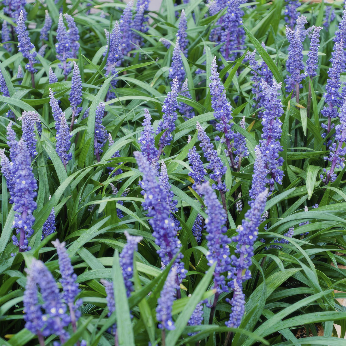 Sechs Liriope muscari &