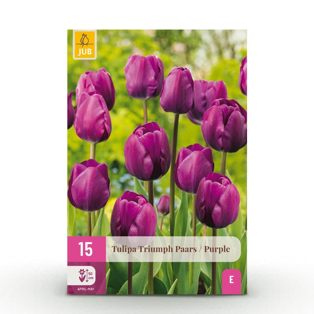 Tulpen Triumph Purple - Bulbs Hardy Perennial - Farbe Lila - 15 Stück - Zwiebelgröße 11/12 - XXL Pack - Wurzelwerk Design
