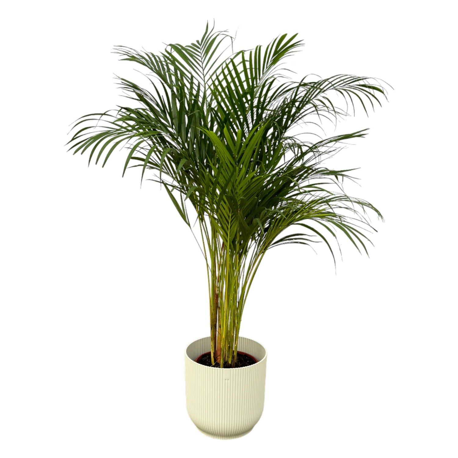 Areca-Palme Goldfruchtpalme, ca. 130 cm hoch, im Korb oder Topf als luftreinigende Zimmerpalme