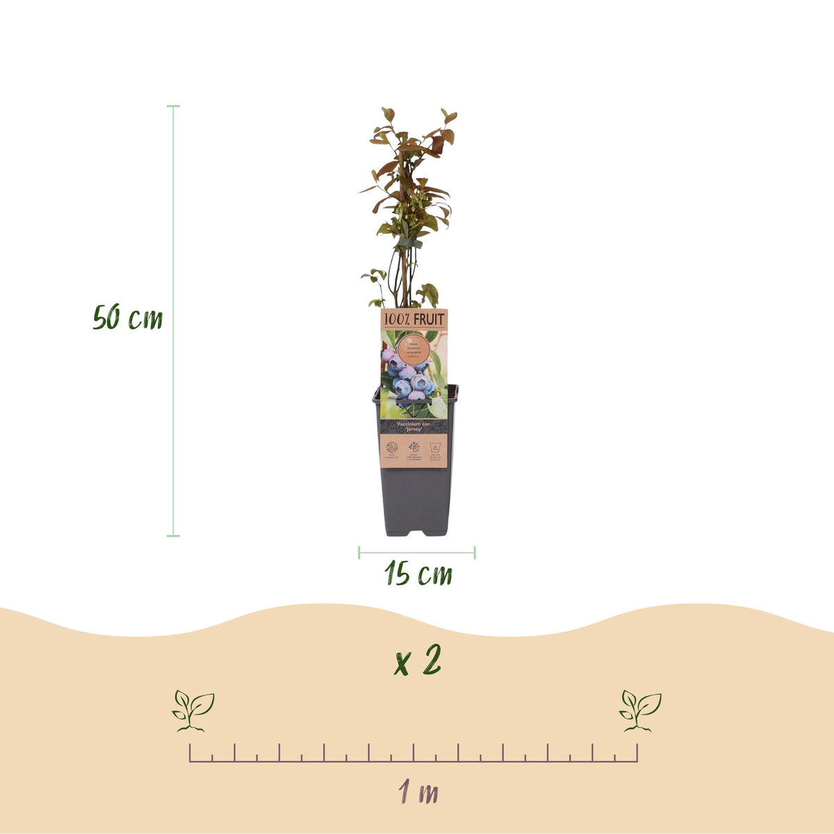 Everspring Heidelbeerpflanzen Vaccinium corymbosum &