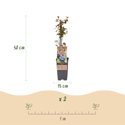 Everspring Heidelbeerpflanzen Vaccinium corymbosum &