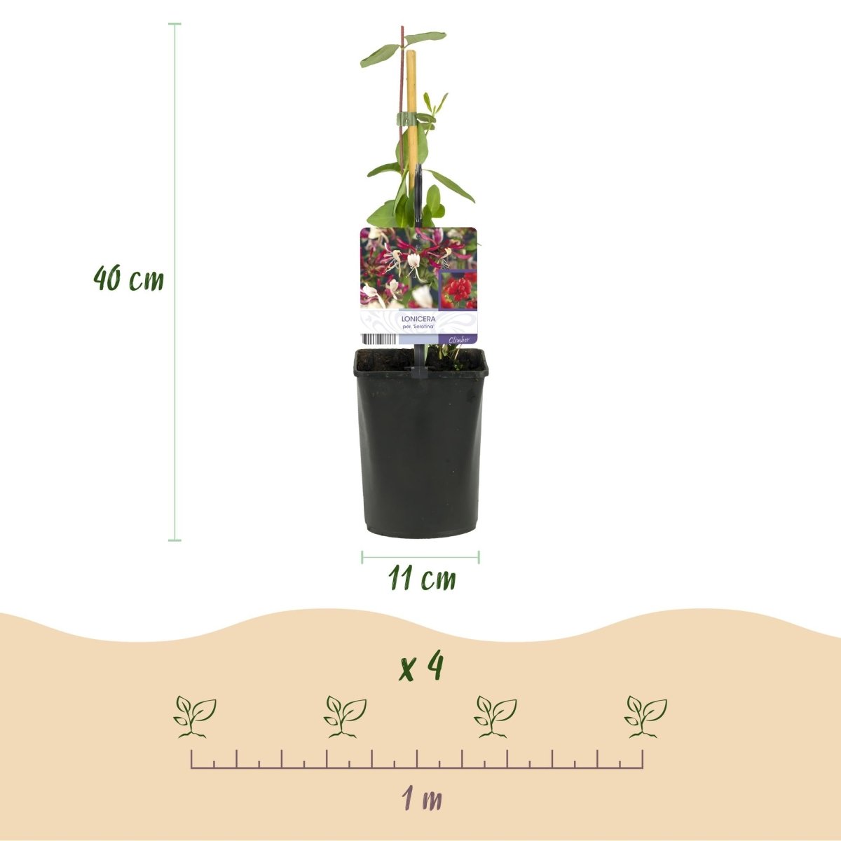 Lonicera serotina | Duftendes Geißblatt mit rosa - weißen Blüten – 2 Pflanzen im 11 cm Topf - Wurzelwerk Design