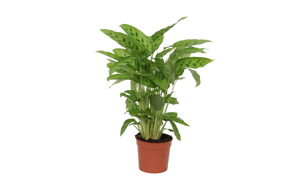 Calathea Leopardina 35 cm | Korbmarante im Ø12 cm Topf – Pflegeleicht &amp; Haustierfreundlich