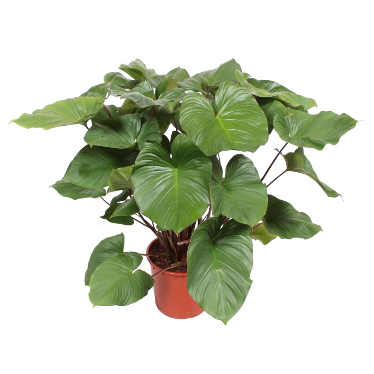 Homalomena Rubescens Maggy - 100 cm - Ø 24 cm - Wurzelwerk Design