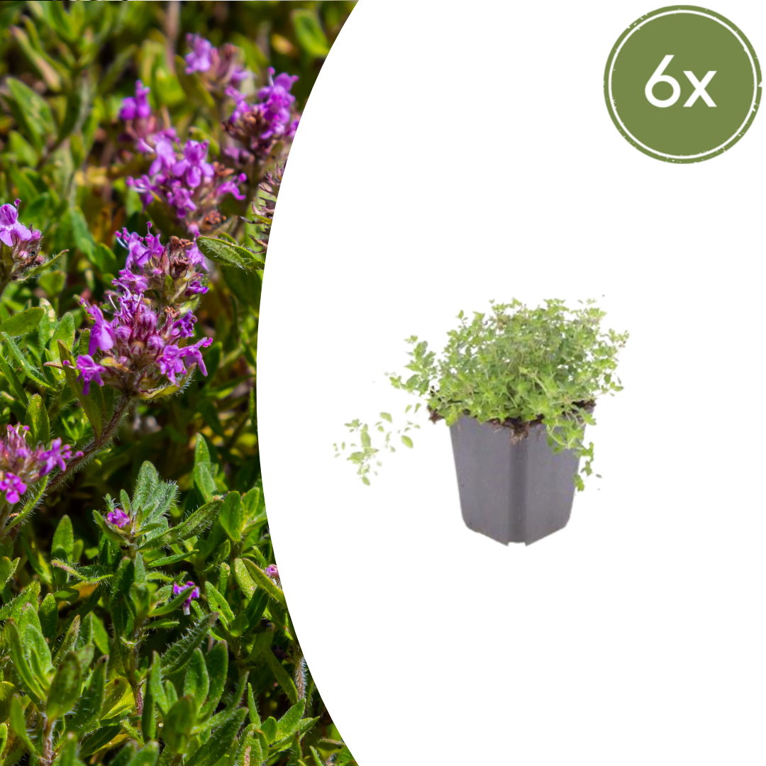 6x Thymus Serpyllum - Höhe 10 - 25 cm - Ø 9 cm - Wurzelwerk Design