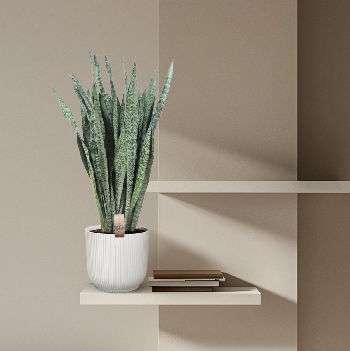 Sansevieria Zeylanica 110 cm – XL Schwiegermutterzunge - Wurzelwerk Design