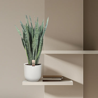 Sansevieria Zeylanica 110 cm – XL Schwiegermutterzunge