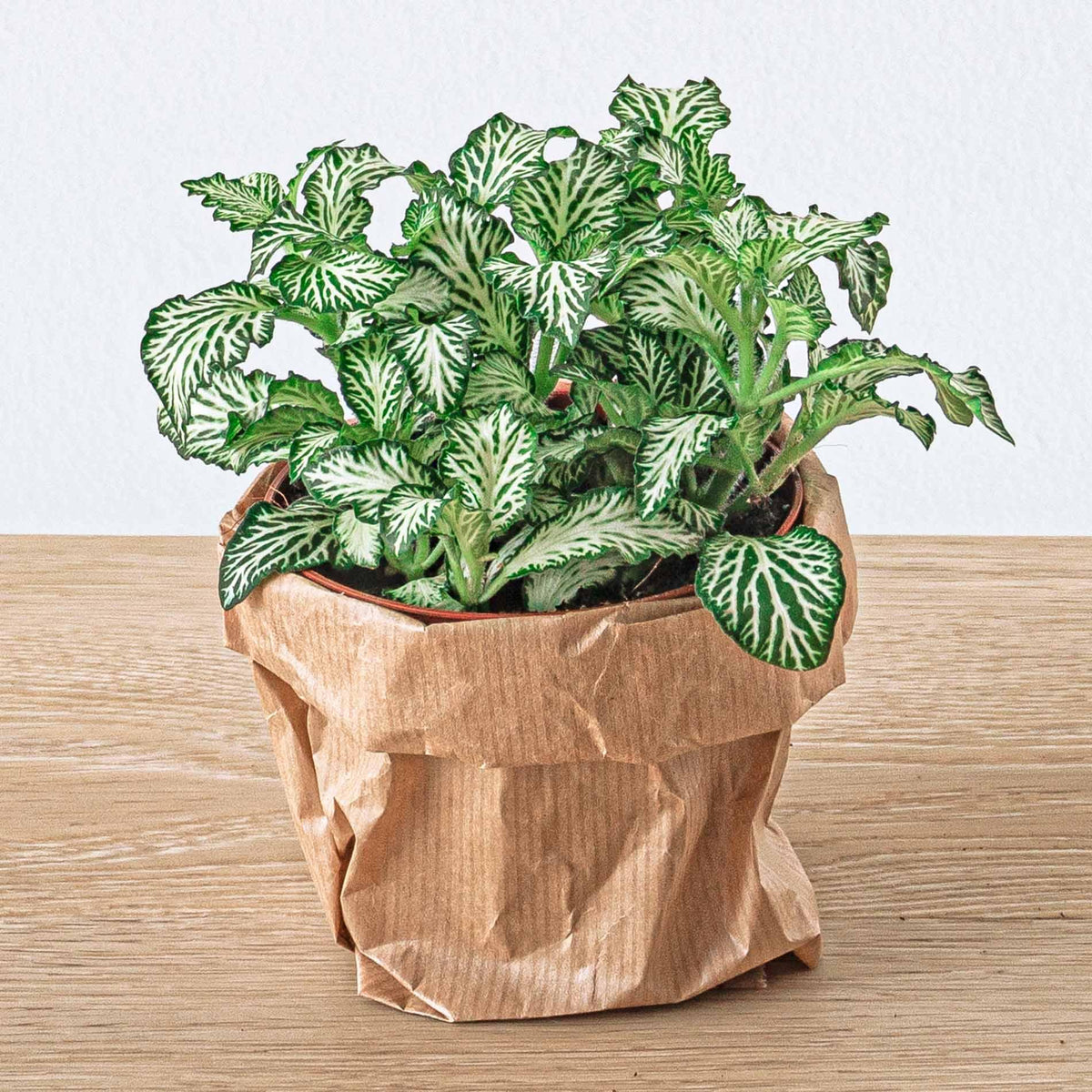 Everspring Fittonia White Tiger Mosaikpflanze im 8cm Terrarium-Pflanztopf, grüne Pflanze mit weißen Mustern in kleinen Topf