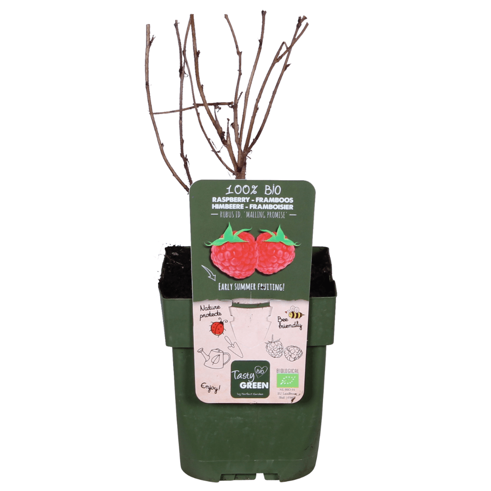 Everspring Himbeere ‚Malling Promise‘ im Topf, sommerliche Pflanze mit grünen Blättern und reifen Himbeeren.