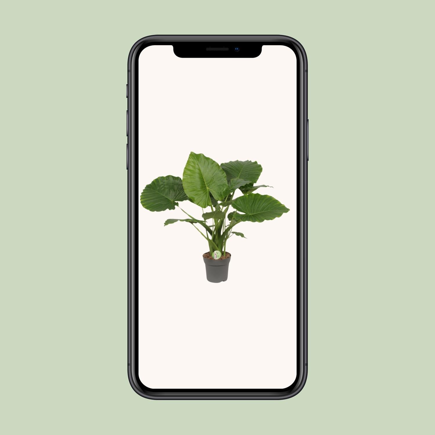 Everspring Alocasia Gageana California Pflanze, grüne Blätter, Höhe ca. 80cm, Durchmesser 21cm, Zimmerpflanze, Nahaufnahme