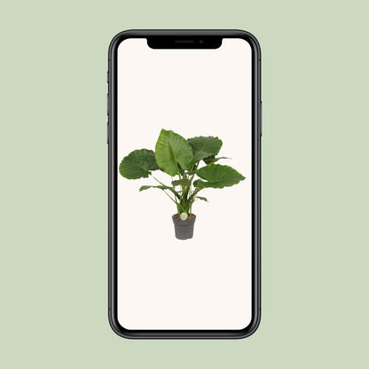 Everspring Alocasia Gageana California Pflanze, grüne Blätter, Höhe ca. 80cm, Durchmesser 21cm, Zimmerpflanze, Nahaufnahme