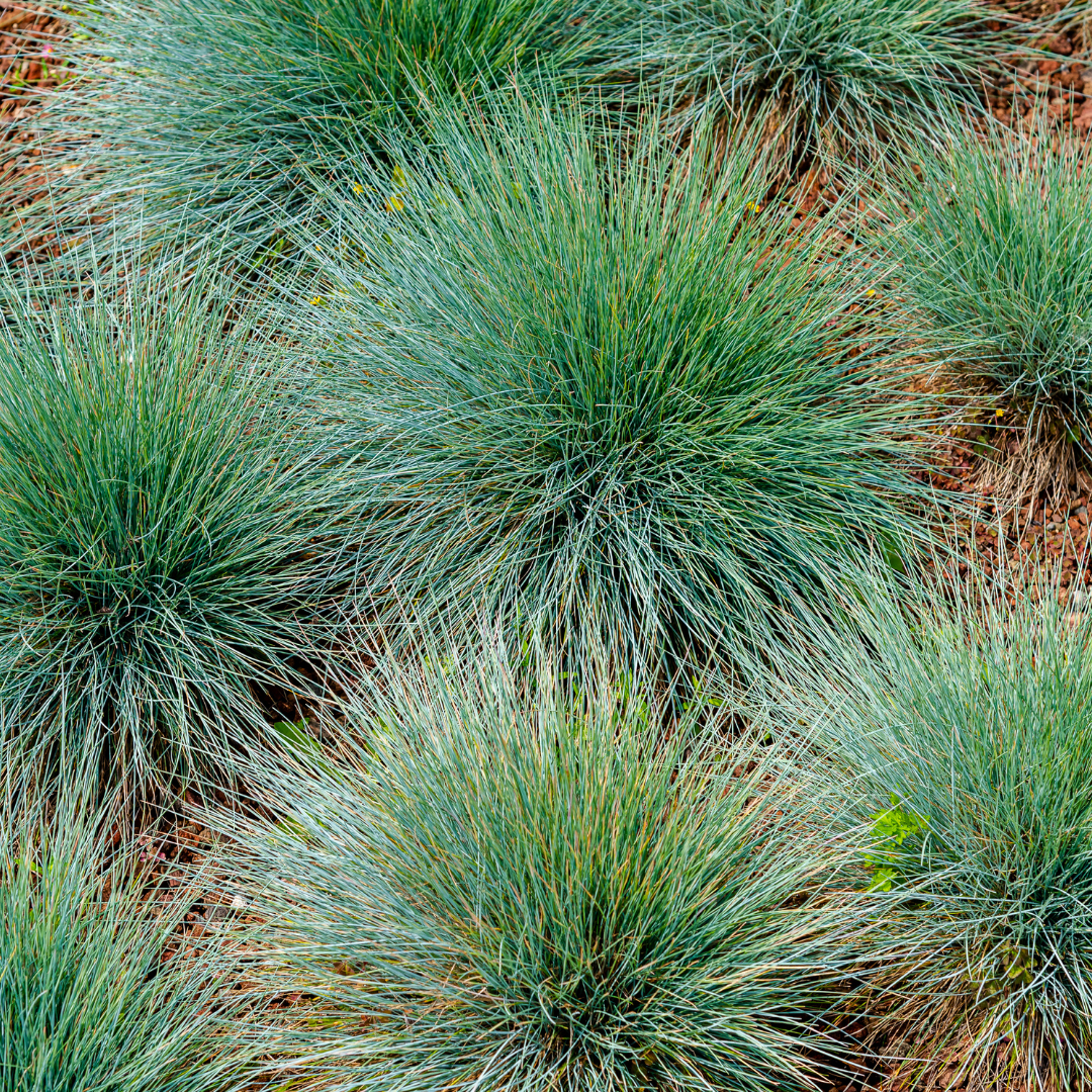 Sechs Festuca gautieri Bodendeckerpflanzen, ca. 10-25 cm hoch, Durchmesser 9 cm, von Everspring.