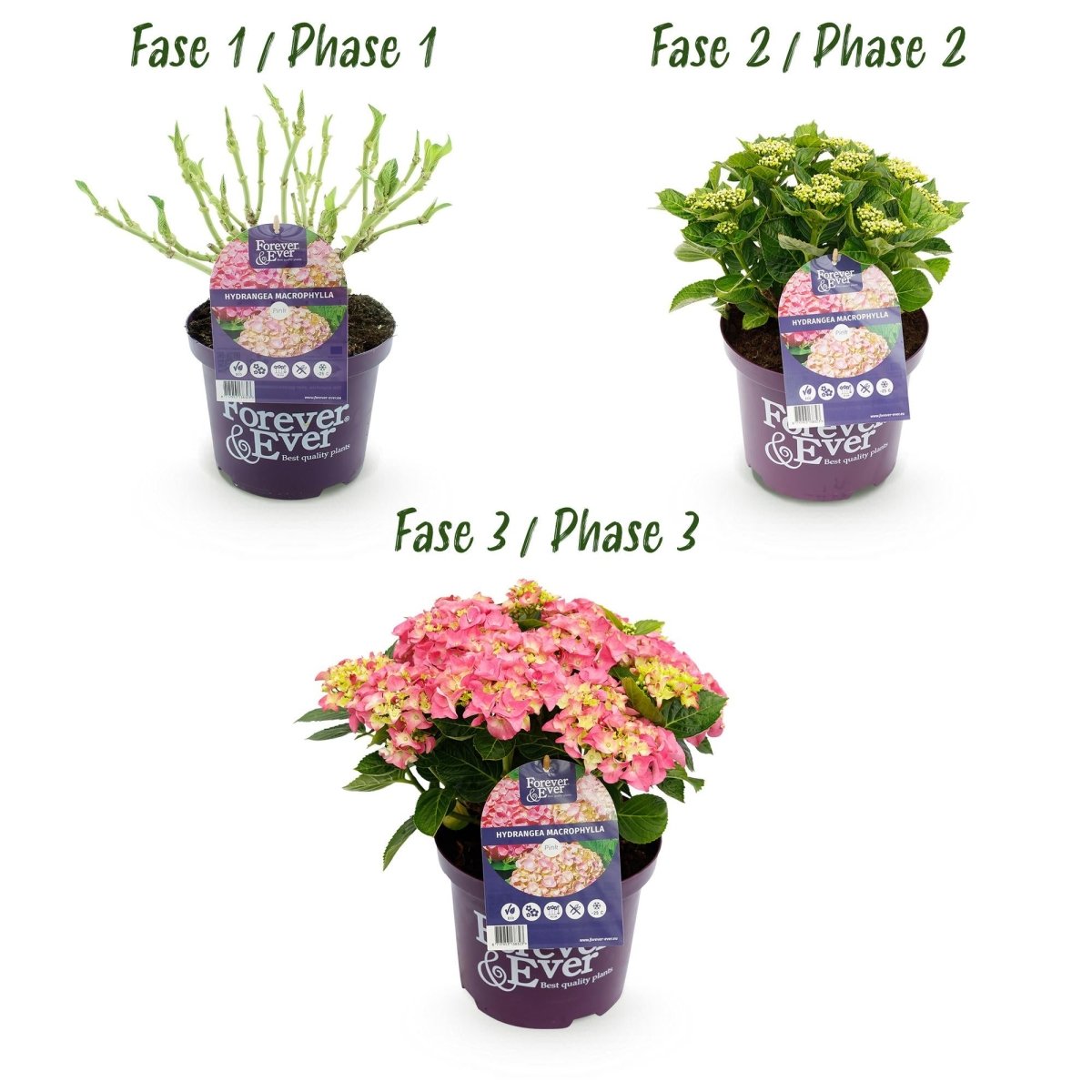 Balkon - Hortensie Forever &amp; Ever Rosa – 2 Pflanzen – 7–12 Blüten – Ø23 cm Topf – Höhe ca. 55 cm - Wurzelwerk Design
