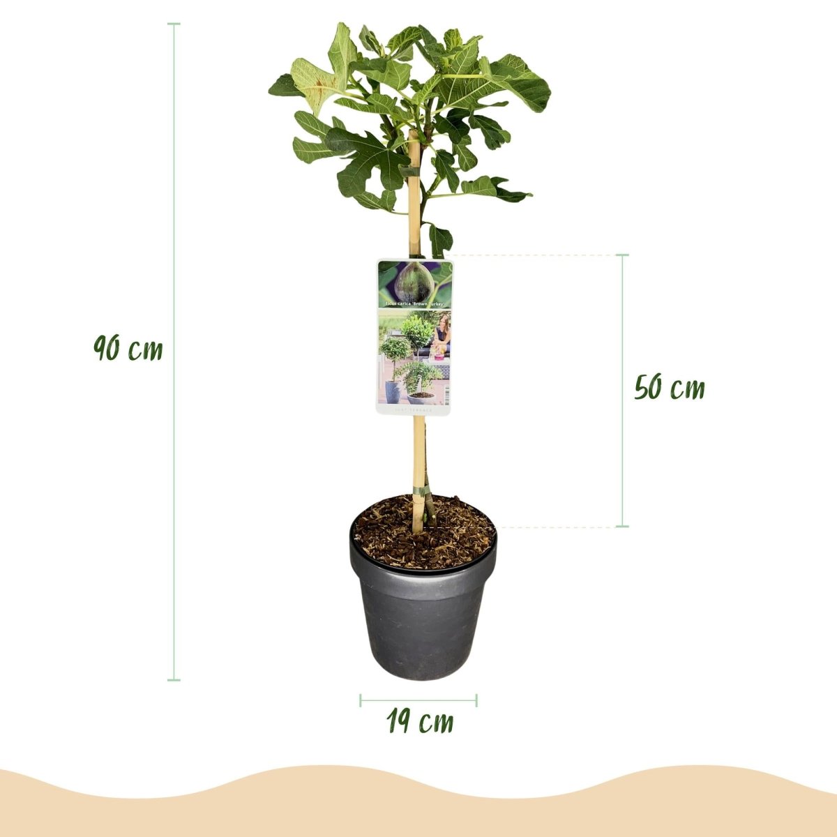Feigenbaum Ficus carica Brown Turkey - Höhe 90cm - Wurzelwerk Design