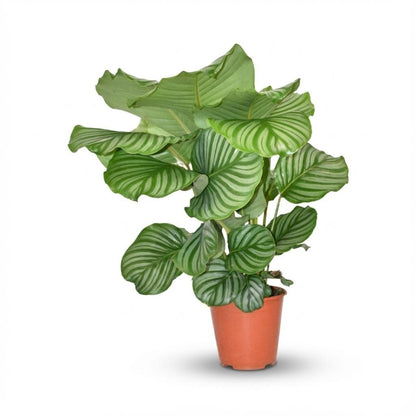Everspring Calathea Orbifolia Pflanze mit großen, grünen, runden Blättern, 60 cm hoch in Topf mit 19 cm Durchmesser