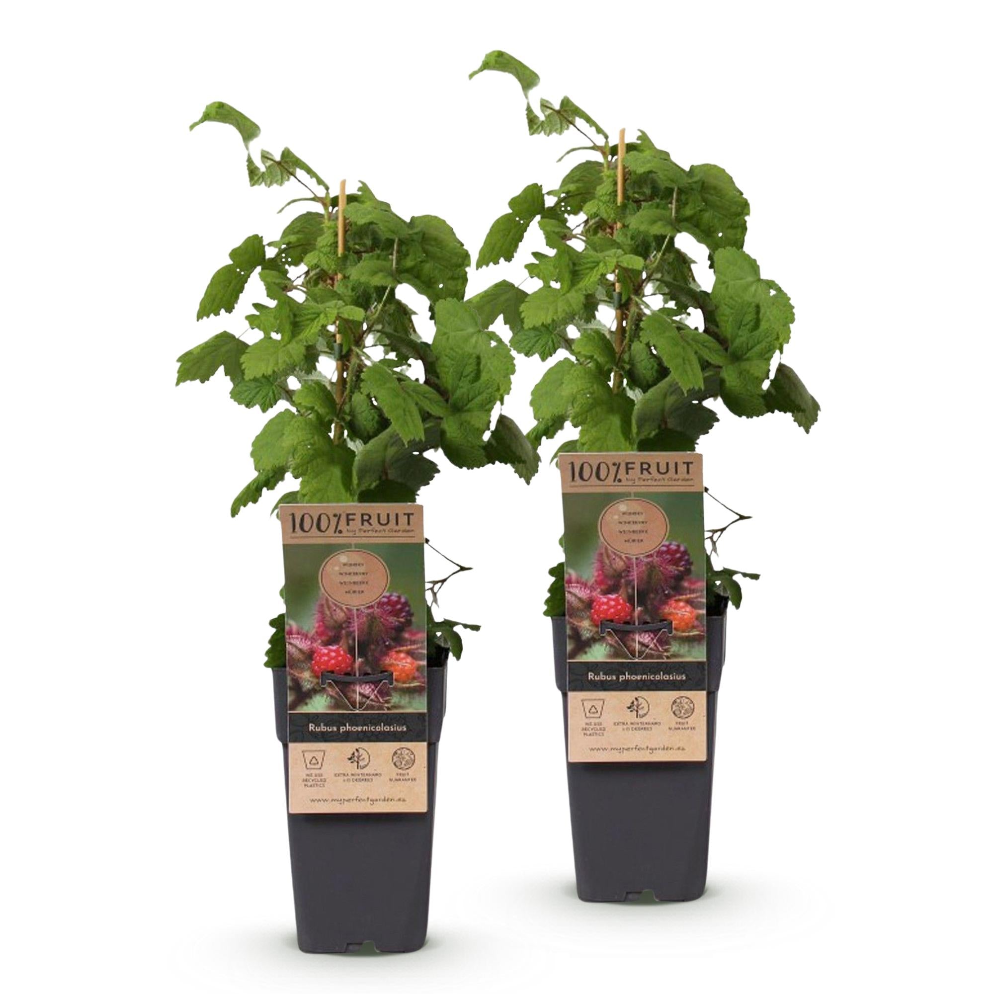 Zwei Everspring Japanische Weinbeere (Rubus phoenicolasius) in 15 cm Töpfen, frisches Laub und junge Triebe sichtbar