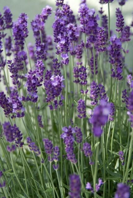 Kleine Lavendelpflanzen Lavandula ang. &