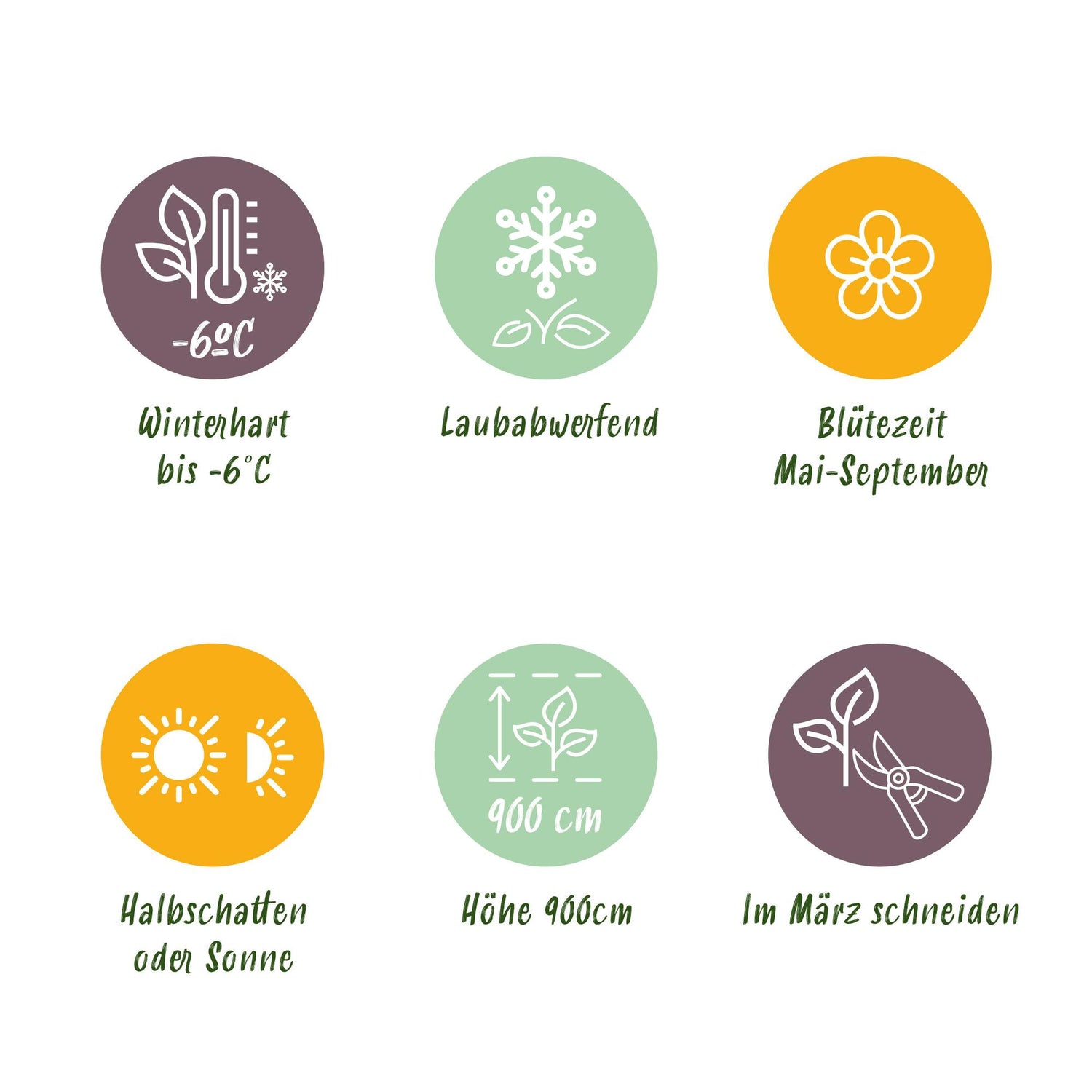 Passionsblume Passiflora Rainbow | Rosa-Weiß-Lila-Grün Blüten – 4 Pflanzen