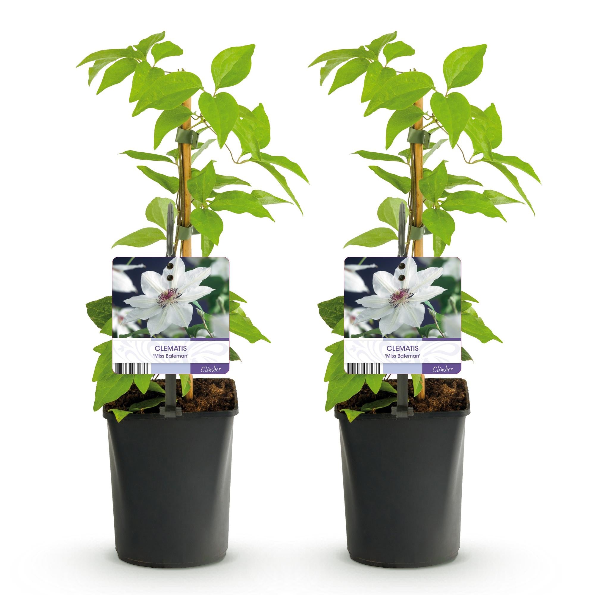 Kletterpflanze - Clematis Miss Bateman - Blüte  Weiß- Wenig Pflege - 2 Pflanzen - Topf 11cm Höhe 40cm