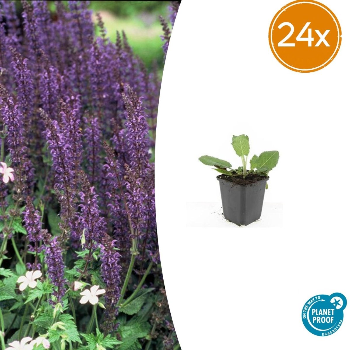 Salvia nemorosa ‘Mainacht’ – 24 Stück, Ø 9 cm Topf, Höhe 10–25 cm – Duftender, winterharter Ziersalbei für Garten &amp; Bienen - Wurzelwerk Design