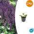 Salvia nemorosa ‘Mainacht’ – 24 Stück, Ø 9 cm Topf, Höhe 10–25 cm – Duftender, winterharter Ziersalbei für Garten & Bienen - Wurzelwerk Design