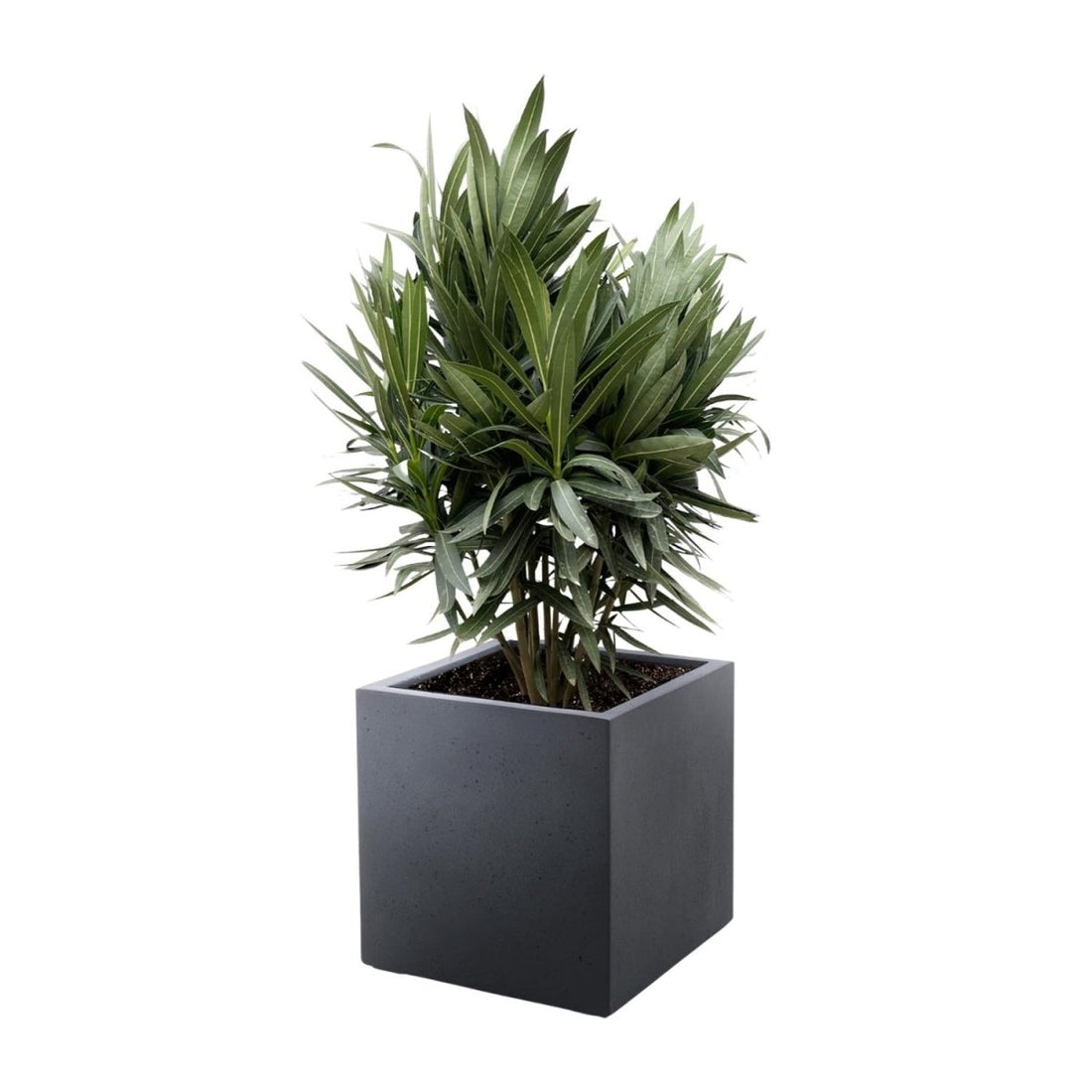 Oleanderhecke kaufen – Nerium Oleander, blühend &amp; immergrün - Wurzelwerk Design