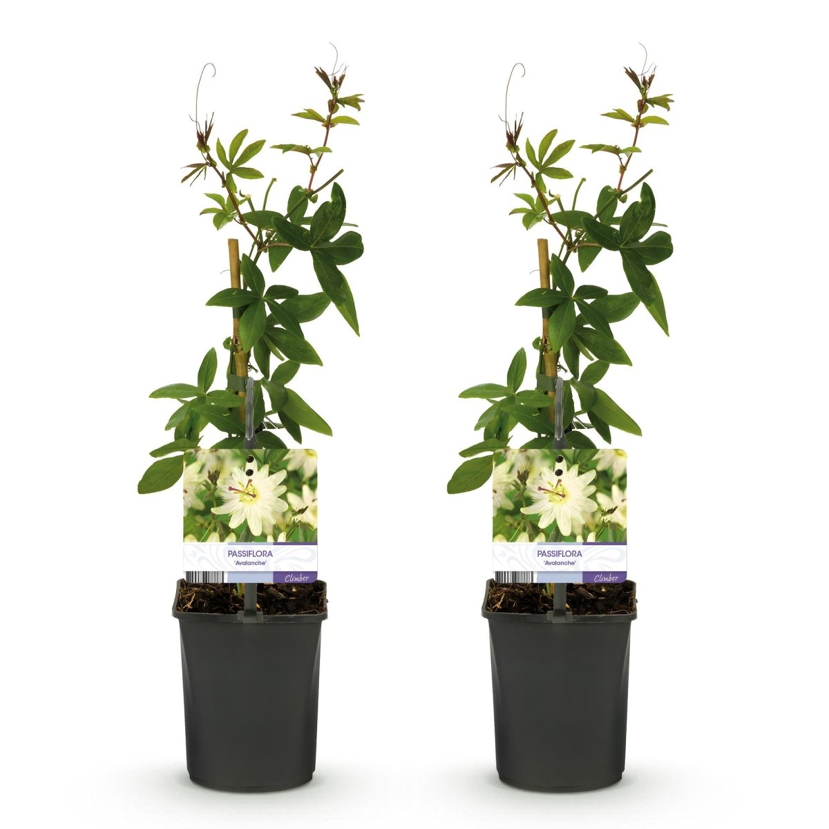 Passionsblume Passiflora Avalanche | Weiße Blüten – 2 Pflanzen 40 cm Ø11 cm Topf - Wurzelwerk Design