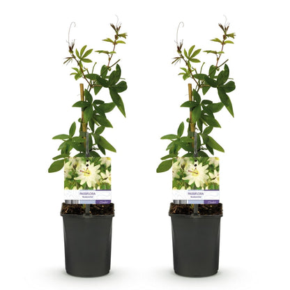 Passionsblume Passiflora Avalanche | Weiße Blüten – 2 Pflanzen 40 cm Ø11 cm Topf - Wurzelwerk Design
