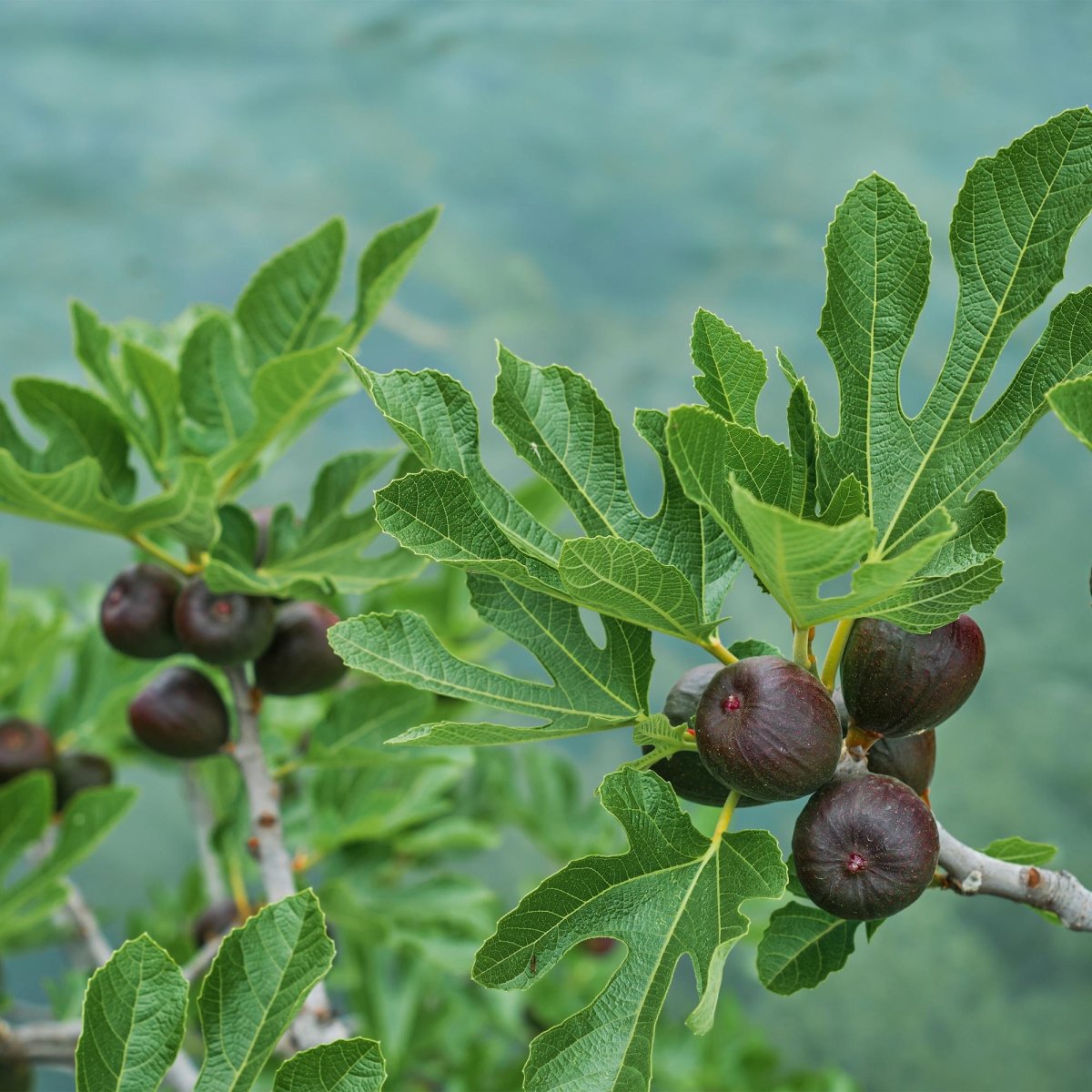 Feigenbaum Ficus carica Brown Turkey - Höhe 90cm - Wurzelwerk Design