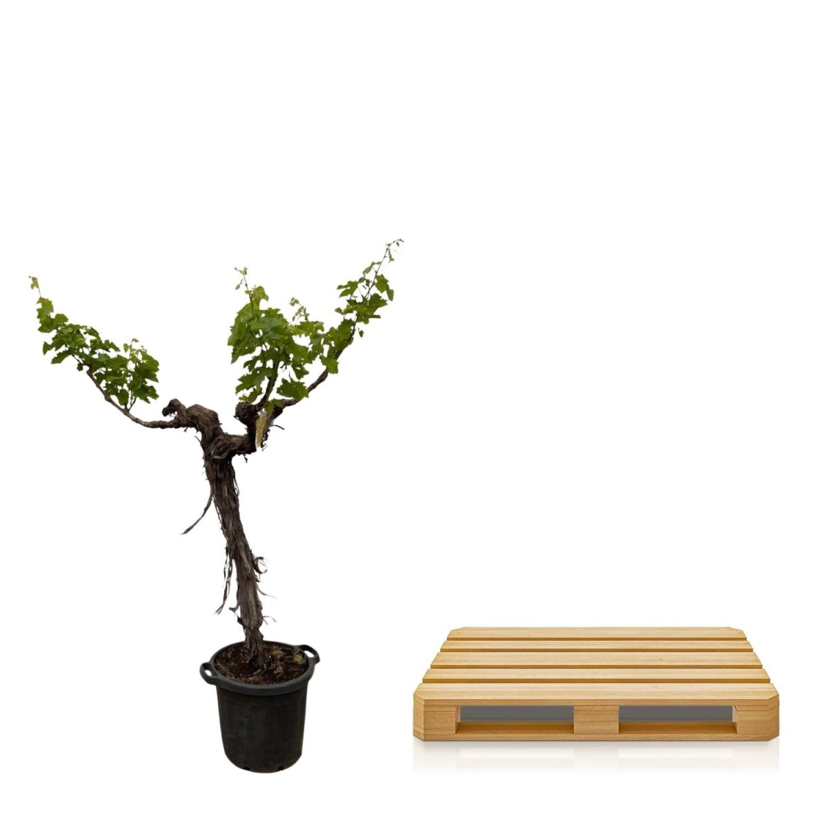 Weinrebe – Vitis vinifera – ca. 220 cm – Ø55 cm Topf – Mediterrane Kletterpflanze &amp; Obstpflanze - Wurzelwerk Design