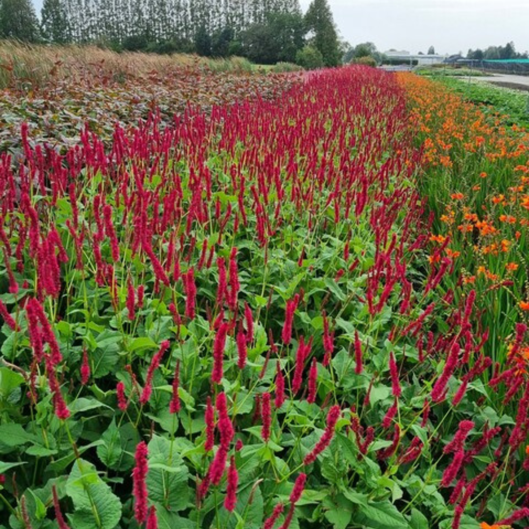 6x Persicaria a. &