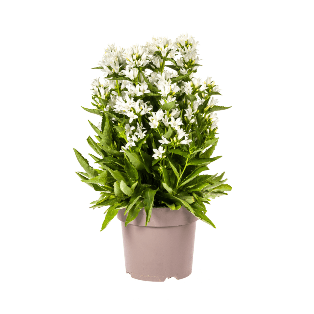 Knäuel - Glockenblume „Genti“ Ø 19 cm - Höhe 30 - 40 cm - Wurzelwerk Design