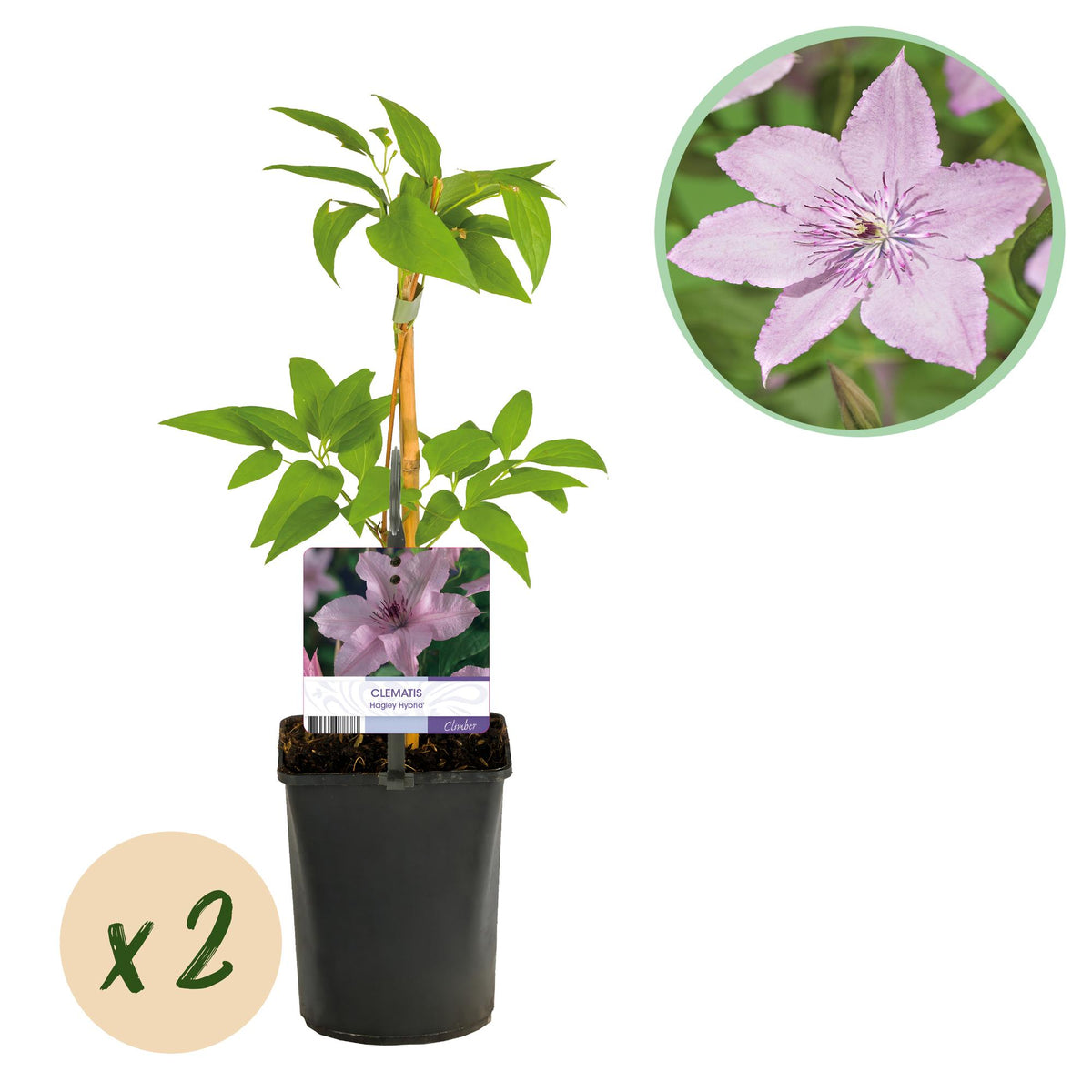 Zwei rosa blühende Clematis Hagley Hybrid Pflanzen in Töpfen, Everspring, Höhe ca. 40 cm, wenig Pflege, im Thumbnail.