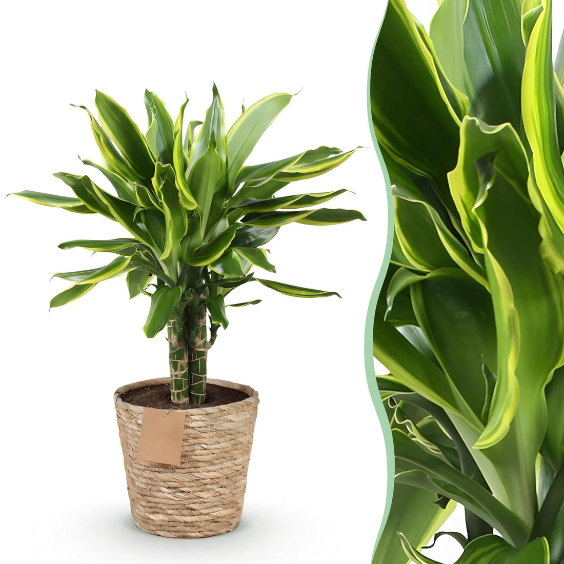 Everspring Dracaena fragrans Golden Coast, Drachenbaum in Korb, 50-55cm hoch, grüne Pflanze für Innenräume