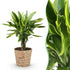 Everspring Dracaena fragrans Golden Coast, Drachenbaum in Korb, 50-55cm hoch, grüne Pflanze für Innenräume