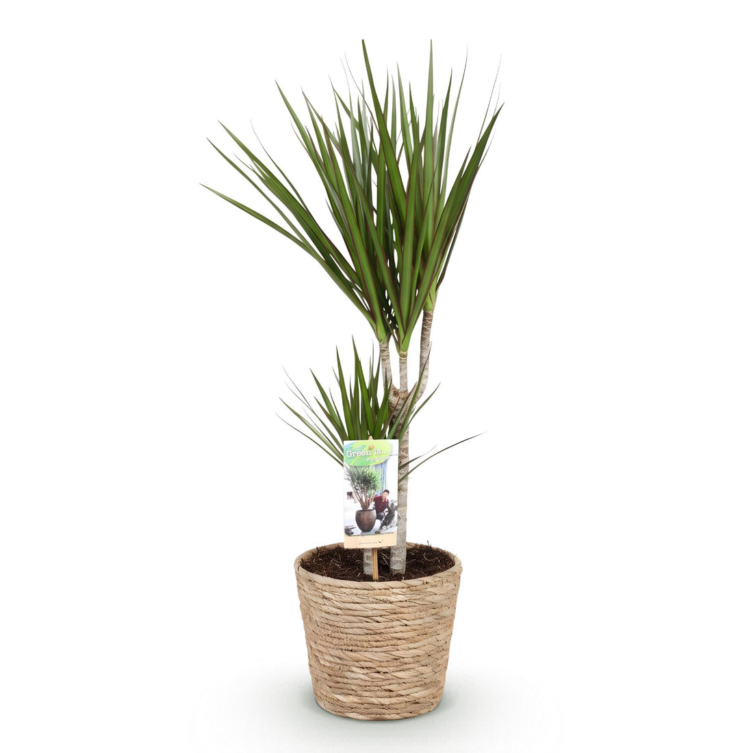 Grüne Dracaena Marginata Zimmerpflanze von Everspring mit Korb, 70-80cm hoch, pflegeleicht, in 17cm Topf, dekorative Grünpflanze
