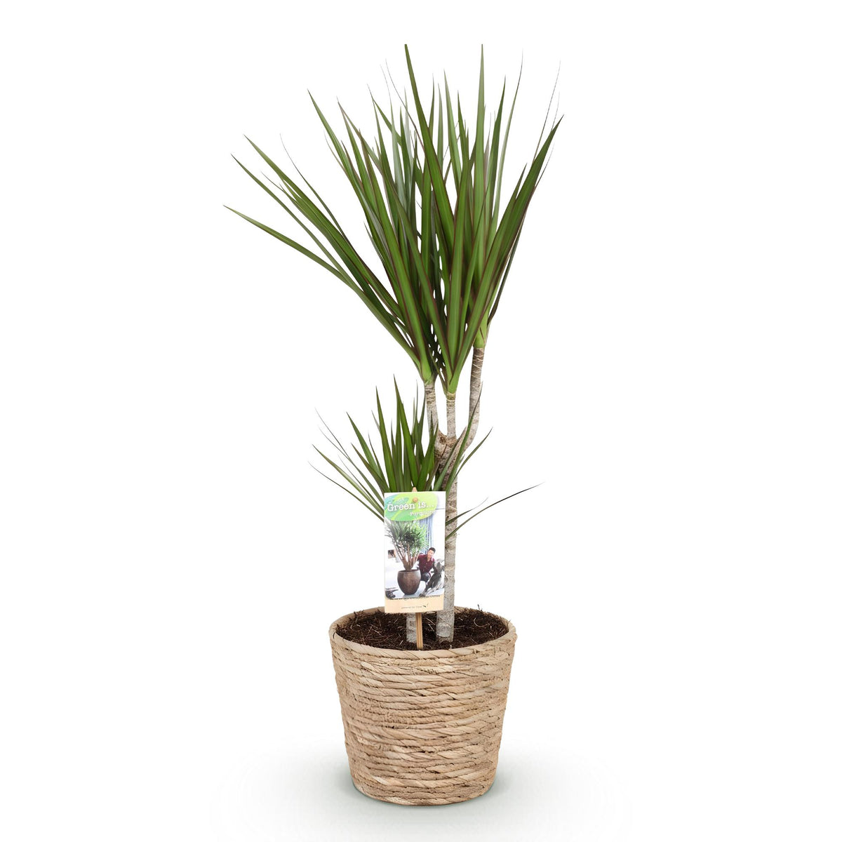Grüne Dracaena Marginata Zimmerpflanze von Everspring mit Korb, 70-80cm hoch, pflegeleicht, in 17cm Topf, dekorative Grünpflanze