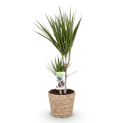 Grüne Dracaena Marginata Zimmerpflanze von Everspring mit Korb, 70-80cm hoch, pflegeleicht, in 17cm Topf, dekorative Grünpflanze