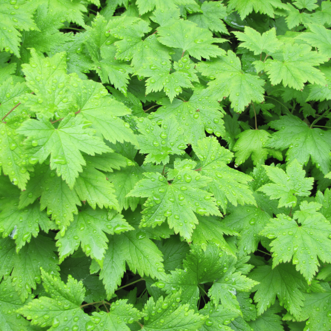 Sechs Tiarella cordifolia Pflanzen mit Ø9cm, Höhe 10-25cm, Everspring, im Gartenbeet gepflanzt, grüne Blätter und kleine Blüten