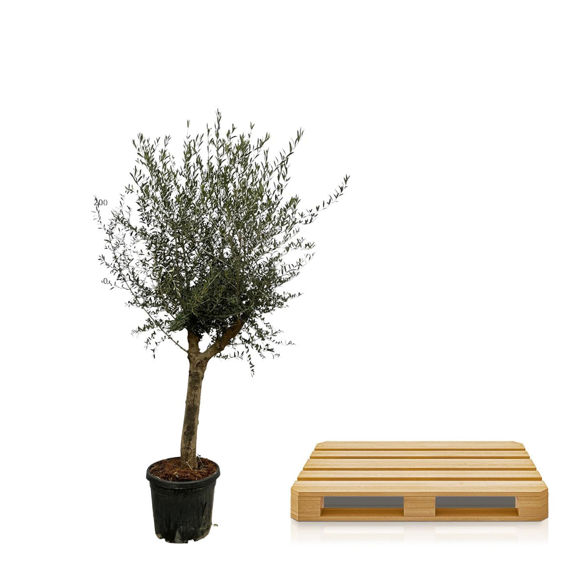 Großer Olivenbaum Olea Lorc von Everspring, 200 cm, Terrassenpflanze mit grünen Blättern und robustem Stamm.