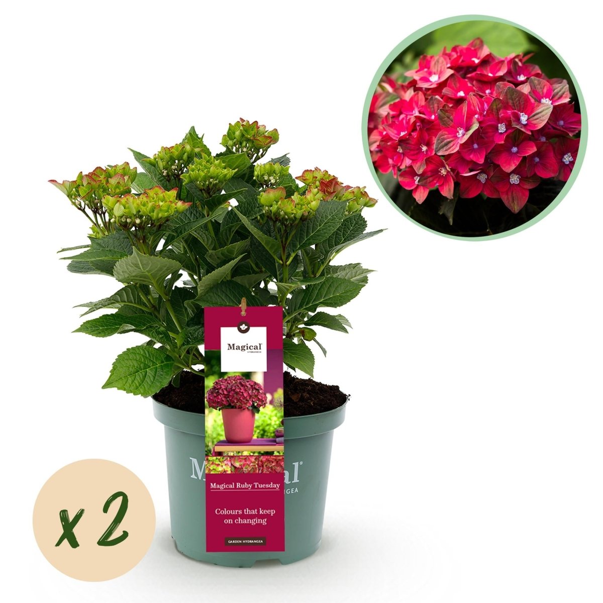 Balkon - Hortensie Magical Tuesday &amp; Sapphire Rot – 2 Pflanzen – 6–10 Blüten – Ø23 cm Topf – Höhe ca. 55 cm - Wurzelwerk Design